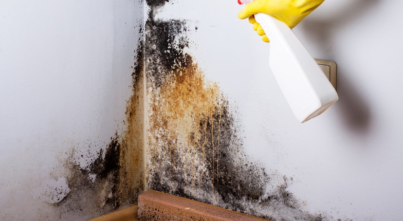 Hand met handschoen besproeit schimmel op een muur