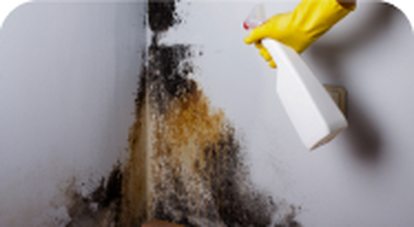 Gloved hand spraying mold on a wall